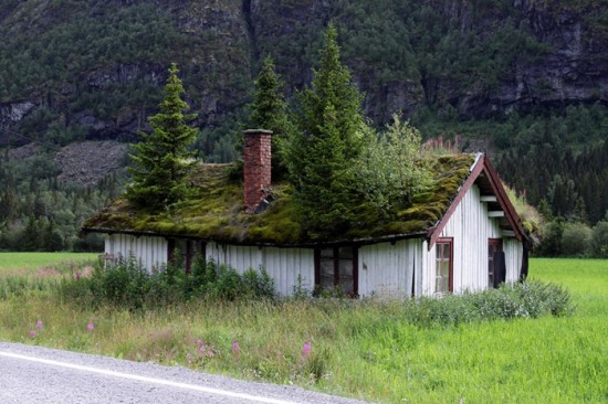 norway-green-roof