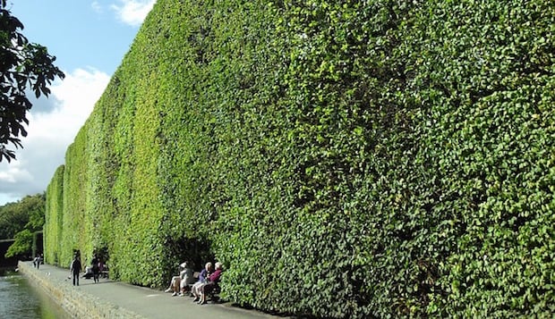 hedge-walling
