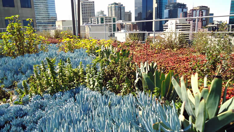 Rooftop Garden - Gardening Australia